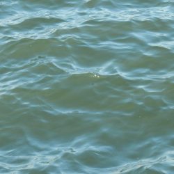 すれ！サゴシ‼￥1,000円也